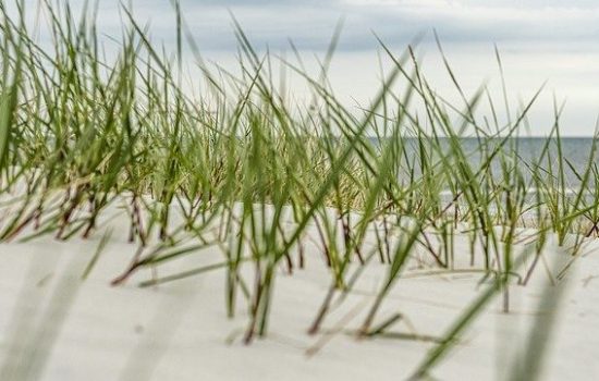beach-4938039_640