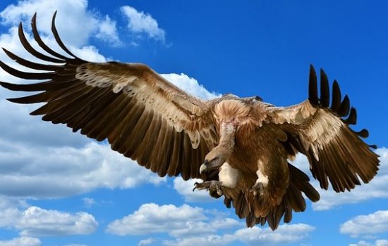 vulture funds